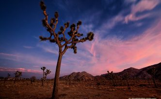 Twilight Descends Over Joshua Tree
