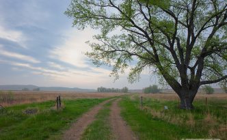 Through the SandhillsThrough the Sandhills