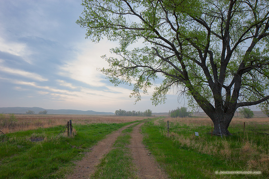 Through the Sandhills