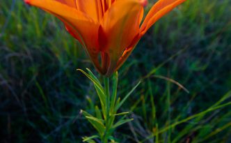 The setting sun shines through a Wild Lily growing on the side of a hill in Theodore Roosevelt National Park.