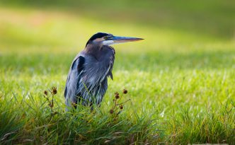 A Great Blue Heron At Schramm State Recreation Area in Nebraska