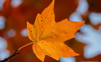 A single red maple leaf glows in the sunlight at Arbor Day Lodge State Park in Nebraska City, Nebraska.