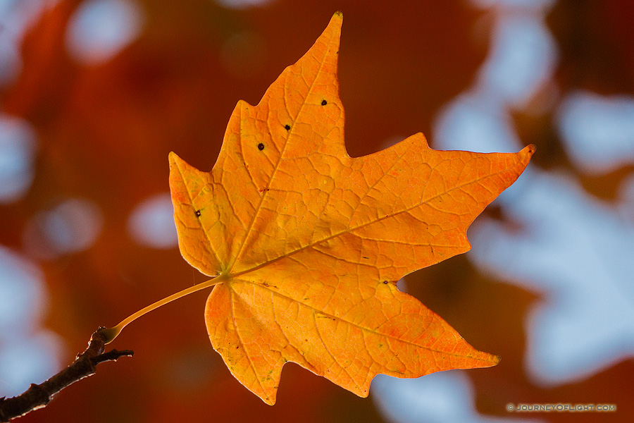 A single red maple leaf glows in the sunlight at Arbor Day Lodge State Park in Nebraska City, Nebraska.