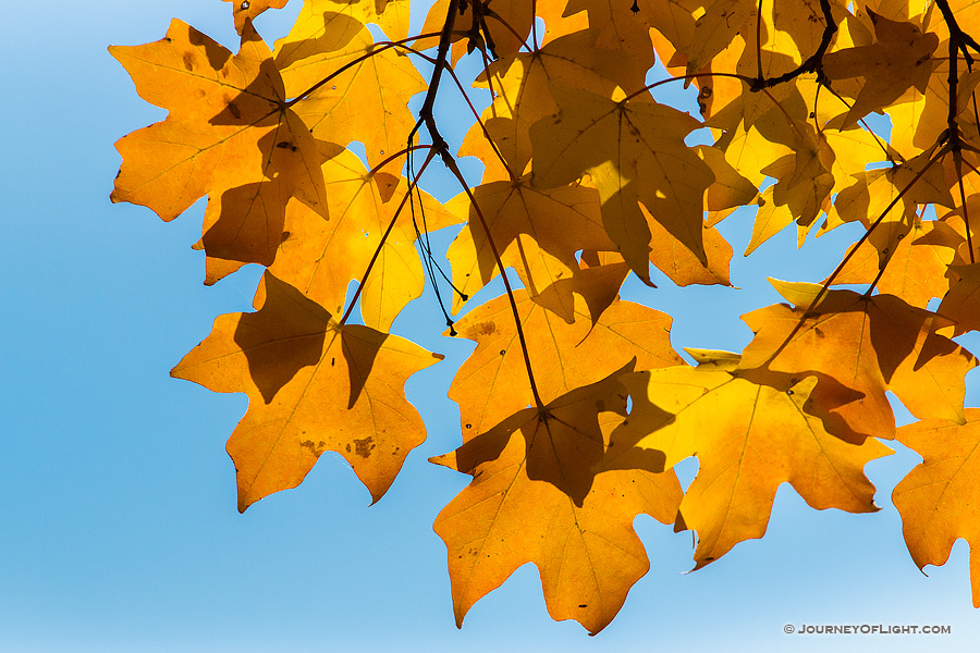The leaves on a maple tree turn a fiery orange in the autumn at Arbor Day Lodge State Park in Nebraska City, Nebraska.