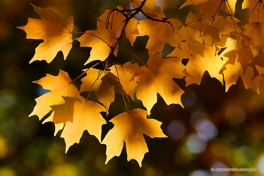 Late afternoon sunlight illuminates autumn maple leaves at Arbor Day Lodge State Park in Nebraska City, Nebraska.