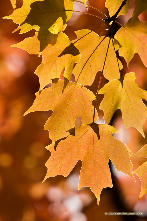 Late afternoon sunlight illuminates autumn maple leaves at Arbor Day Lodge State Park in Nebraska City, Nebraska.