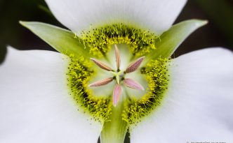 A Delicate Mariposa Lily