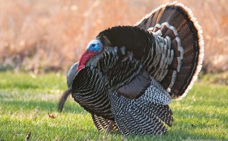 Turkey!