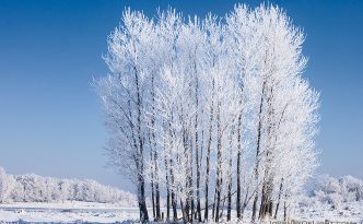 On a cold February morning after the fog cleared, hoarfrost clung to a stand of cottonwoods at Chalco Hills Recreation Area.