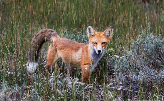 A fox pauses briefly in a field near Grand Lake, Colorado.
