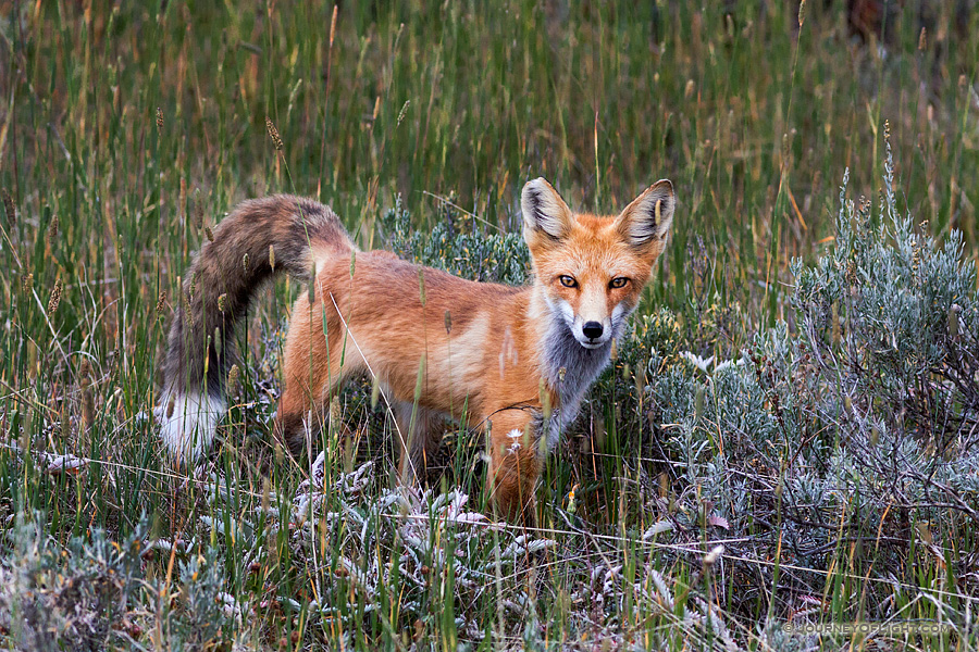 A fox pauses briefly in a field near Grand Lake, Colorado.