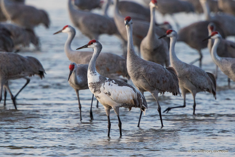 A leucistic Sandhill Crane wades through the waters of the Platte River at dusk.