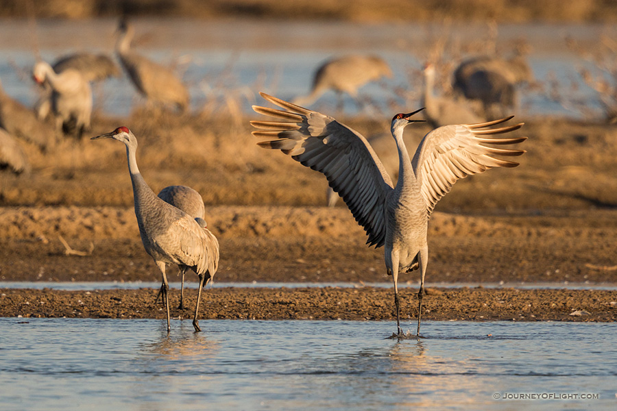 A Sandhill Crane twirls an dances in the early morning sunlight on a sandbar in the Platte River in Nebraska.