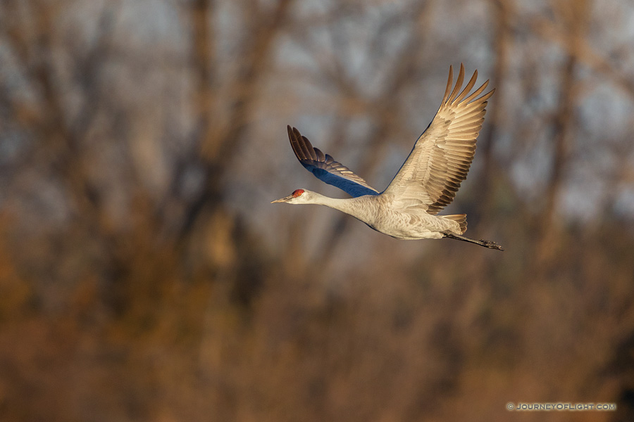 A Sandhill Crane gets ready to soar through the sky above the Platte River in Central Nebraska in the warm morning light.