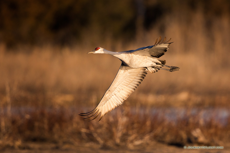 A Sandhill Crane banks above the Platte River in Central Nebraska in the warm morning light.