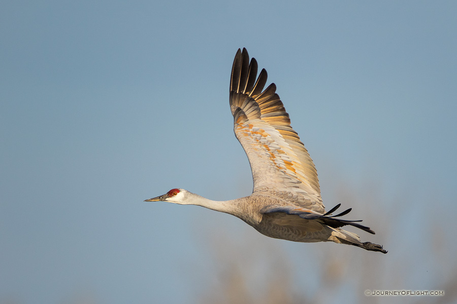 Sandhill Crane turns toward the sun above the Platte River in Central Nebraska in the warm morning light.