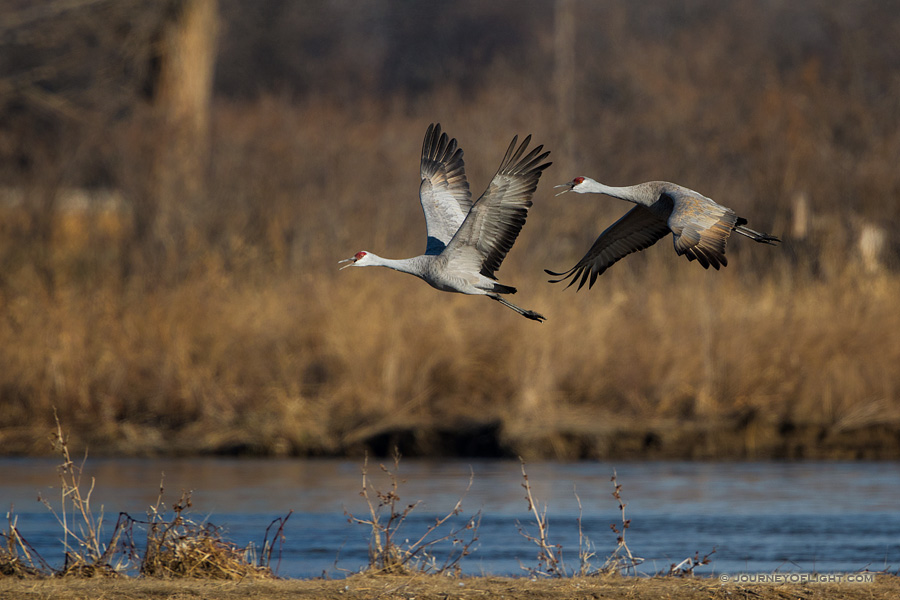 Two Sandhill Cranes take off from the Platte River. Each February through April hundreds of thousands of cranes migrate through the Platte River Valley in central Nebraska.