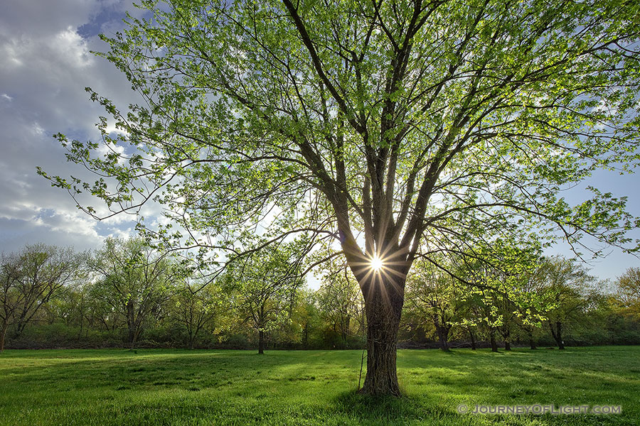 Springtime Illumination