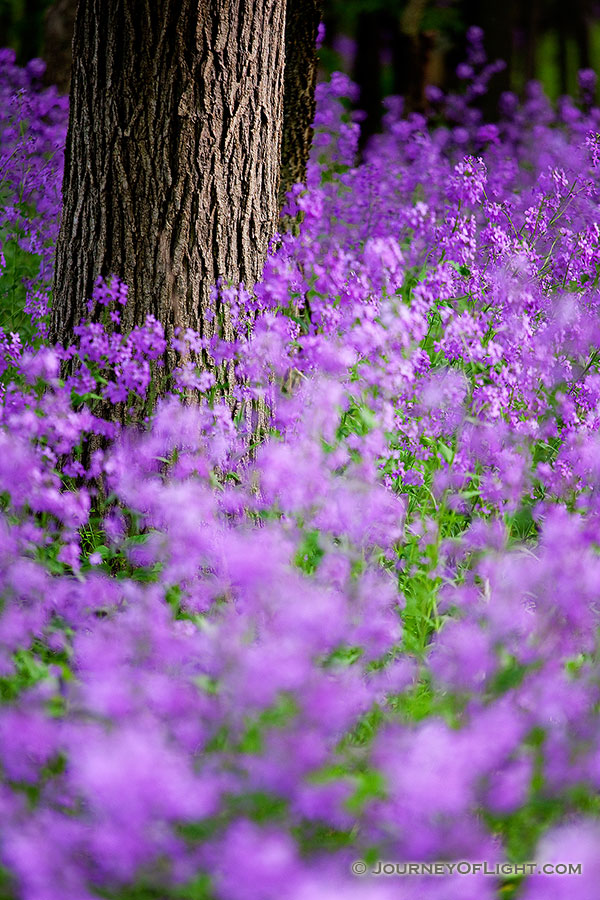 Purple Forest