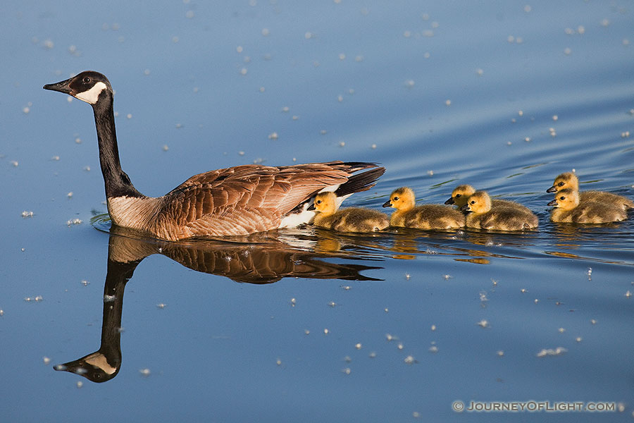 Follow the Mommy