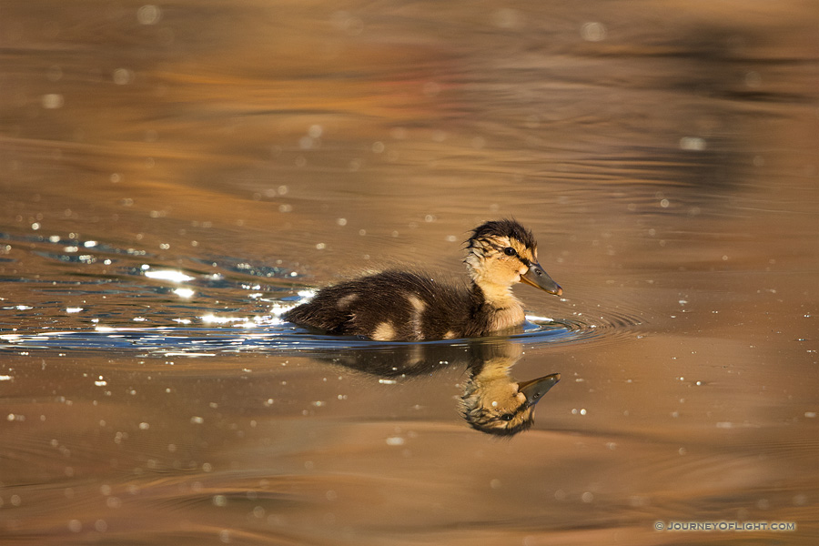 Fast Swim