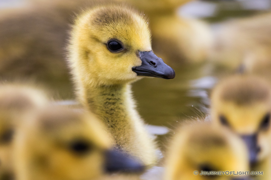 A curious gosling pokes his head up as a group swim by at the ponds at Schramm Park State Recreation Area.