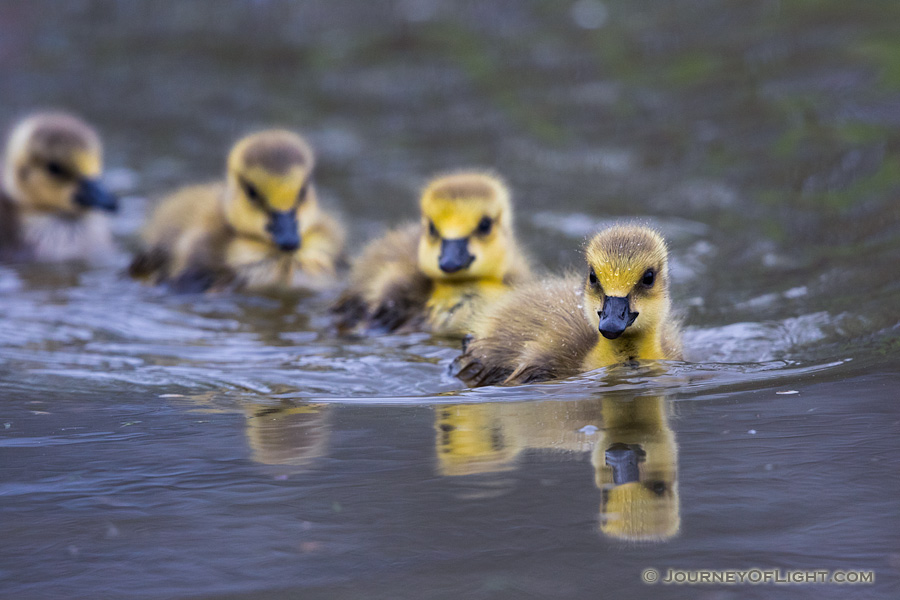 A gaggle of goslings swim in a line in one of the ponds at Schramm Park State Recreation Area.