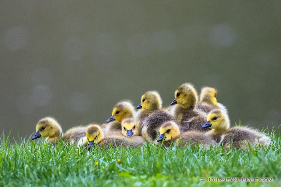 A group of goslings pile on top of one another at Schramm Park State Recreation Area.