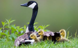 A mother Canada Goose protects her goslings under her wings at Schramm in Eastern Nebraska.