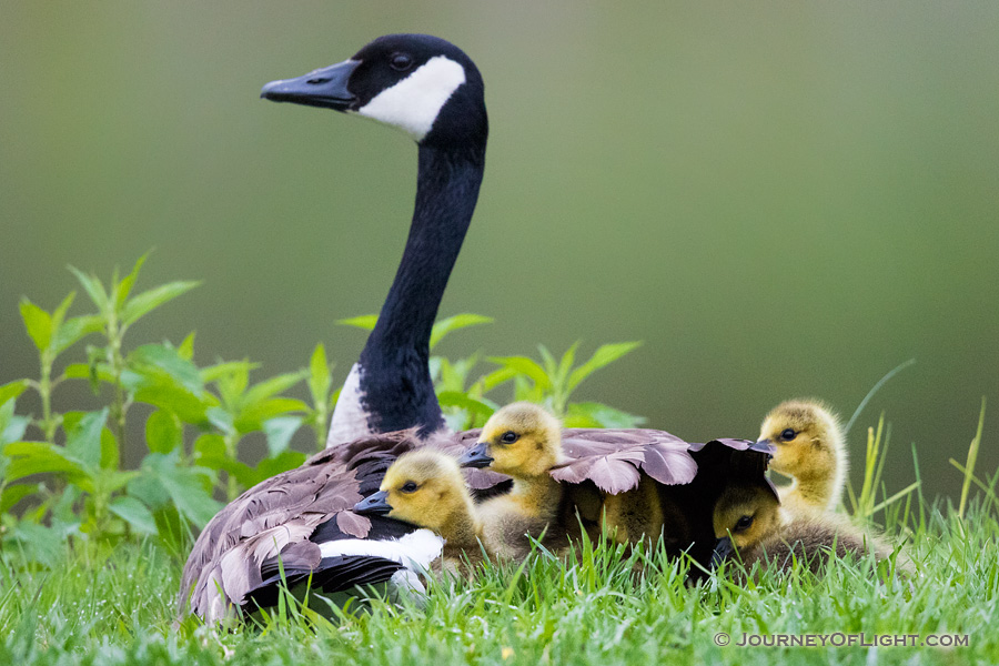 A mother Canada Goose protects her goslings under her wings at Schramm in Eastern Nebraska.