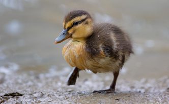 Waddling Along