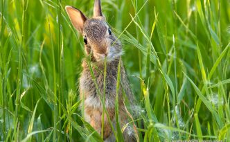 A baby rabbit chews on some green spring grass near Kearney, Nebraska