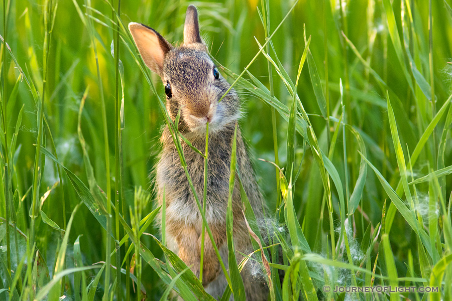 A baby rabbit chews on some green spring grass near Kearney, Nebraska