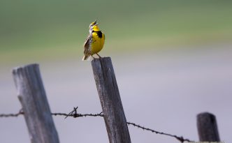 Spring Singing
