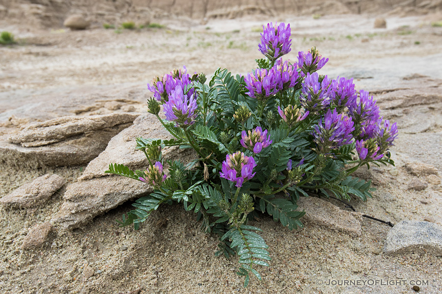 Milk Vetch grows in a seemingly inhospitable landscape of Toadstool Geologic Park in Western Nebraska.
