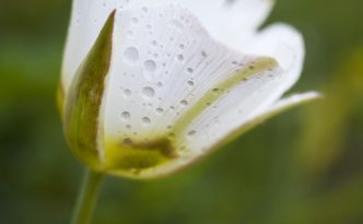 Drops from a recent rainstorm cling to a lovely Mariposa Lily in Toadstool Geologic Park in northwestern Nebraska.