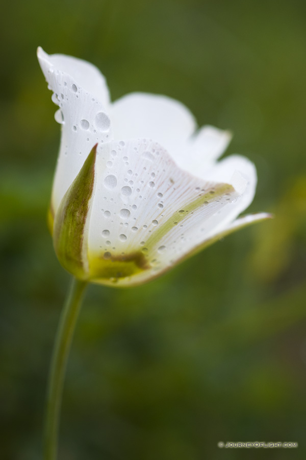 Drops from a recent rainstorm cling to a lovely Mariposa Lily in Toadstool Geologic Park in northwestern Nebraska.