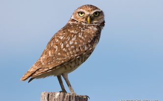 A burrowing owl watches for prey on the Oglala Grasslands from a fencepost.