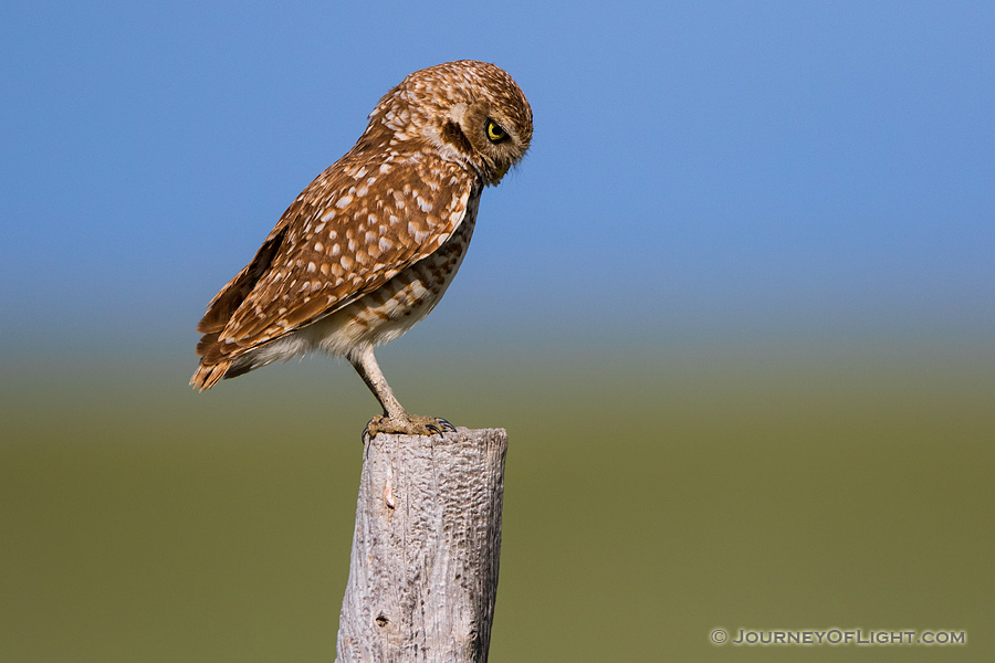 A burrowing owl scans the ground for potential prey on the Oglala Grasslands in western Nebraska.