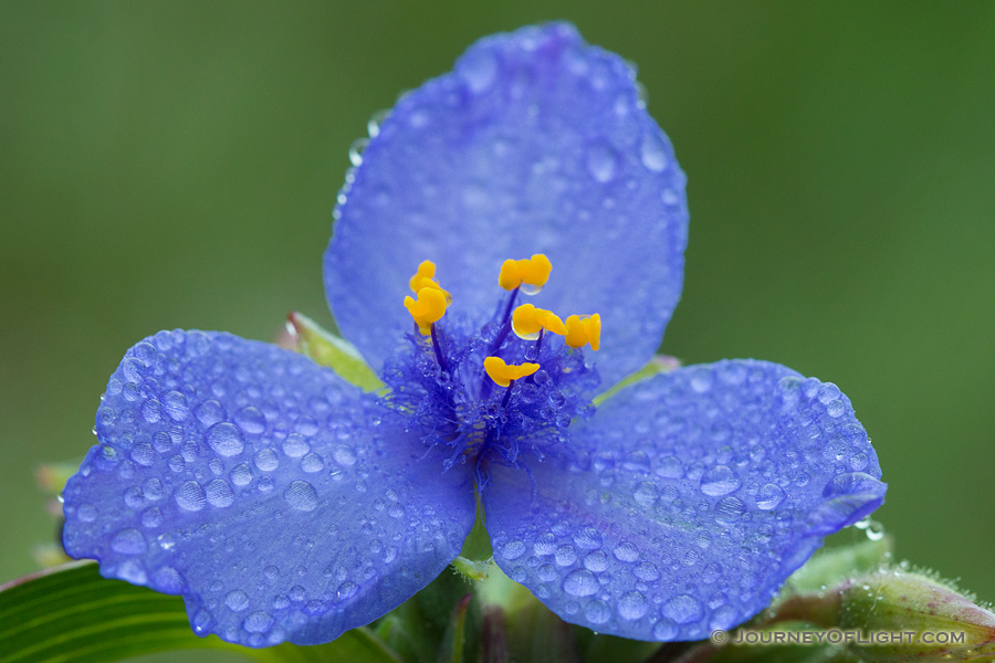 Drops of rain cling to a spiderwort at Ash Hollow State Historical Park in western Nebraska. Spiderworts bloom only opens for one day.