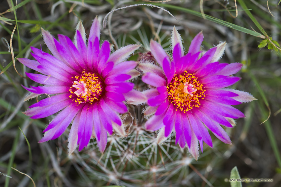 Flowering Cactus