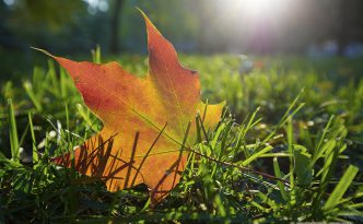 At Arbor Lodge State Park in Nebraska City, a fallen fiery red and orange autumn maple leaf rests in the grass as the last of the evening sun skims across the park causing it to glow one last time.