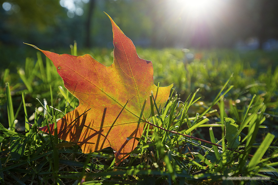 At Arbor Lodge State Park in Nebraska City, a fallen fiery red and orange autumn maple leaf rests in the grass as the last of the evening sun skims across the park causing it to glow one last time.