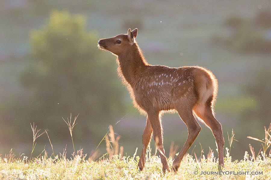 A young elk calf pauses in Moraine Park in Rocky Mountain National Park, the fur glowing in the warm morning sun.