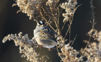 A White Crowned Sparrow pauses on a Goldenrod withered in the winter at Boyer Chute National Wildlife Refuge in eastern Nebraska.