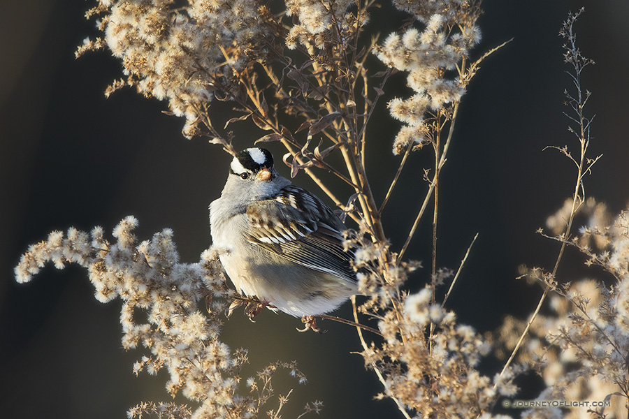 A White Crowned Sparrow pauses on a Goldenrod withered in the winter at Boyer Chute National Wildlife Refuge in eastern Nebraska.