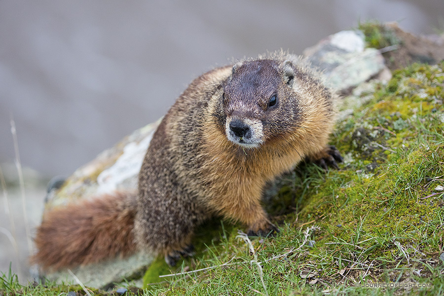 Marmot Friend