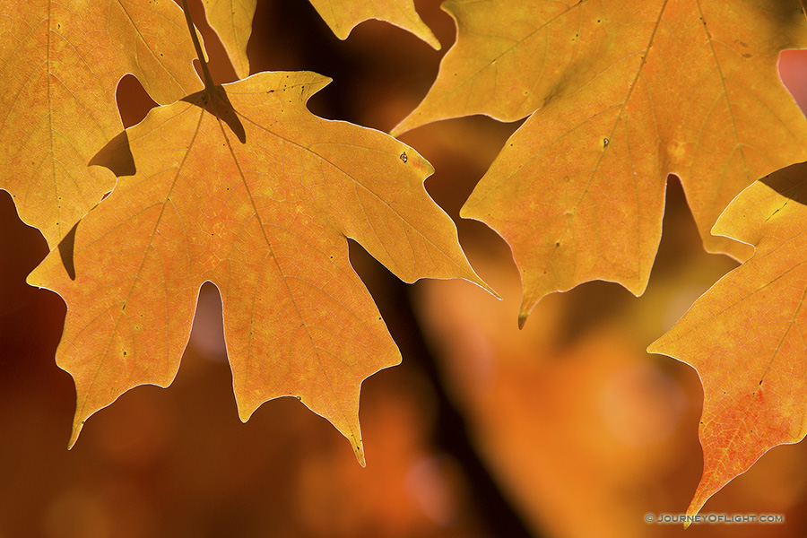 Autumns Color