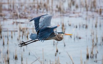 A great blue heron silently glides above the marsh at Squaw Creek National Wildlife Refuge (Loess Bluffs).