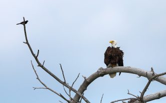 A crow sits on a branch taunting the larger Bald Eagle. The eagle merely looked at him, ignoring his taunts.
